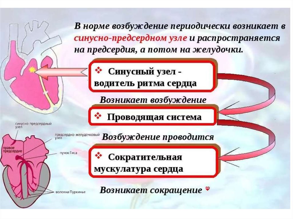 Сокращение мышц и работа сердца. Проводящая система сердца. Проводящая возбуждение система сердца. Проводящая система сердца физиология. Проводящая система сердца схема.