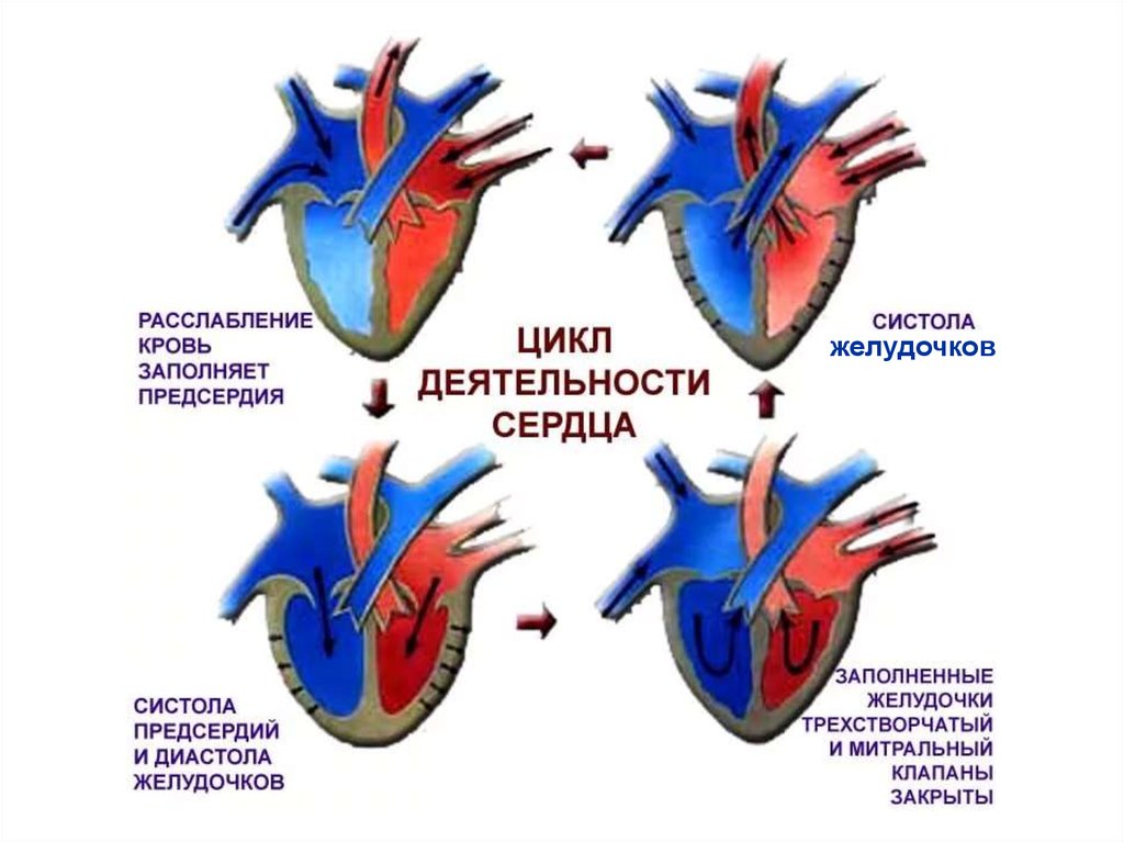 Сокращение предсердий в сердечном цикле. Систола желудочков сердечного цикла человека. Цикл сердечной деятельности схема. Фазы цикла сердечной деятельности. Сердечный цикл систола предсердий систола желудочков диастола.