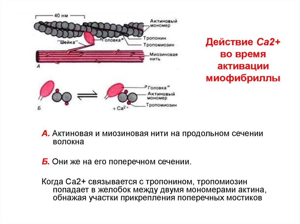 Нити актина. Актиновые и миозиновые нити. Строение актиновых и миозиновых нитей. Схема мышцы актиновые и миозиновые нити. Актиновые волокна.