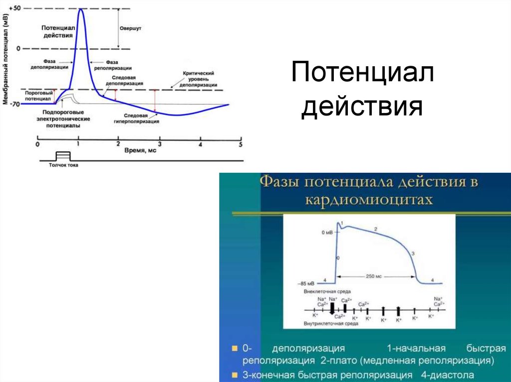 Потенциал действия. График потенциала действия физиология. Потенциал действия типы потенциалов пикообразный. Типы потенциала действия в физиологии. Фазы потенциала действия мышечного волокна.