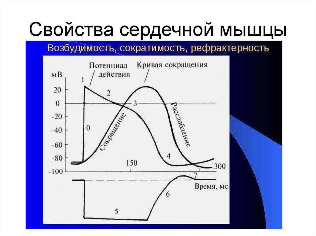 Презентация сократимость сердечной мышцы