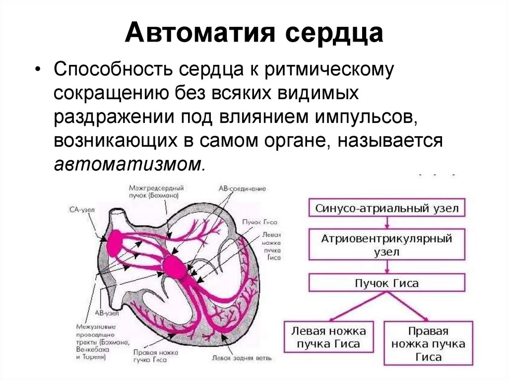 Сердечный механизм. Автоматия сердца физиология. Проводящая система сердца. Автоматия сердца.. Механизм АВТОМАТИЗМА сердца физиология. Проводящая система сердца градиент автоматии физиология.