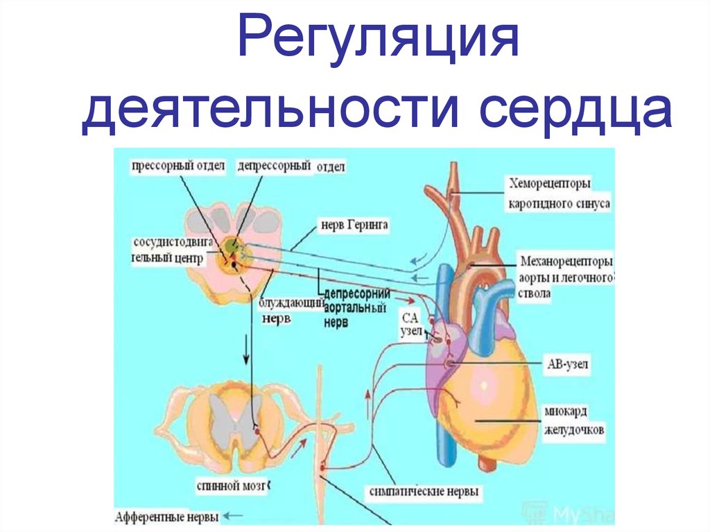 Сердечно сосудистый нервный центр. Нервно рефлекторный механизм регуляции деятельности сердца. Нервно-гуморальная регуляция деятельности сердца. Нервная регуляция сердца схема. Схема нервно-рефлекторной регуляции деятельности сердца.