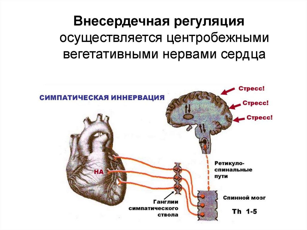 Нервы сердца. Внесердечная регуляция. Внесердечная регуляция сердца. Внесердечные регуляторные механизмы. Центробежные нервы сердца.