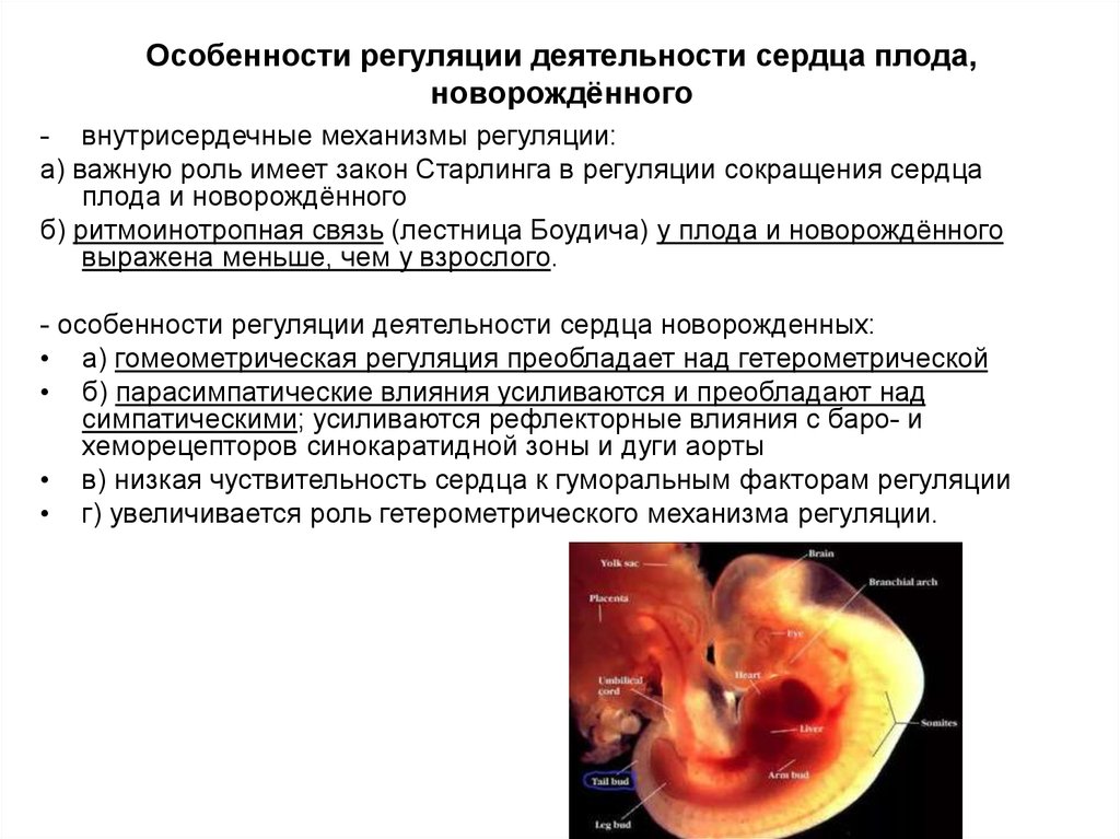 Особенности регуляции. Особенности регуляции сердца. Регуляция сердечной деятельности плода и новорожденного. Особенности регуляции сердца у детей. Особенности сердца плода.