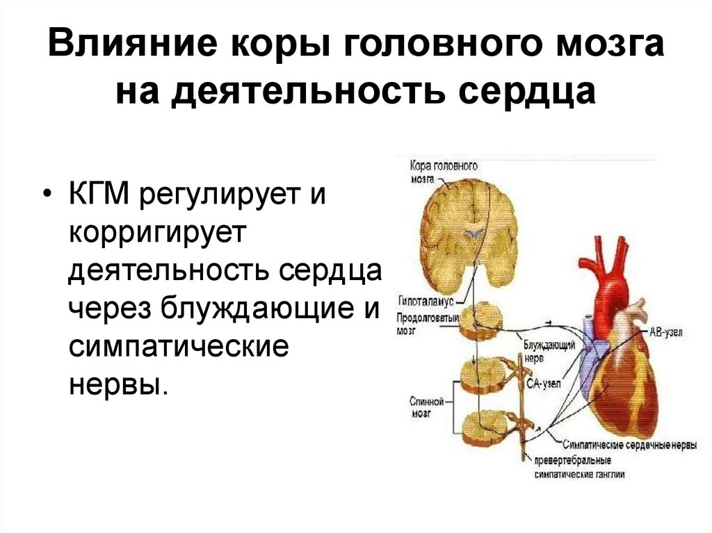 Регуляция сердечной деятельности отдел головного мозга