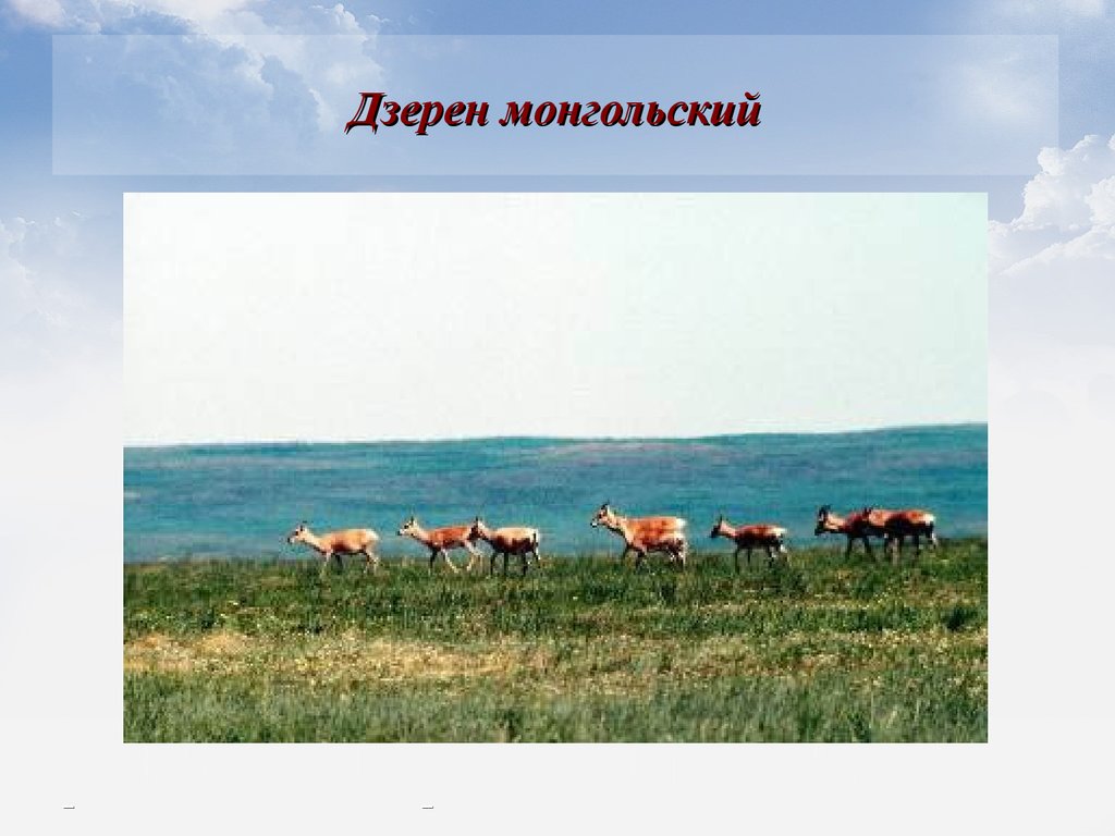 Дзерен монгольский