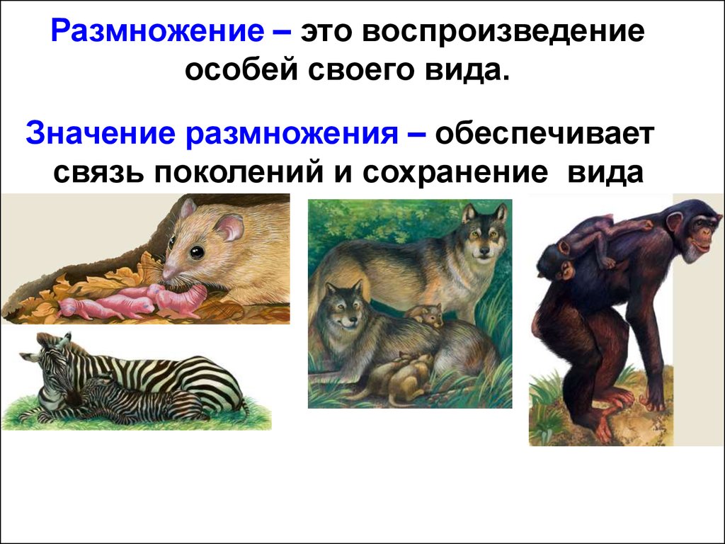 Размножение и развитие животных презентация 3 класс окружающий мир плешаков презентация