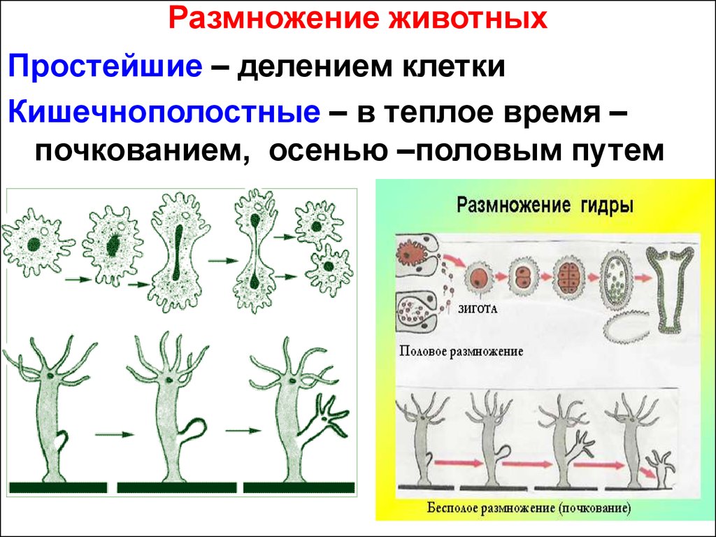 Деление клетки гидры