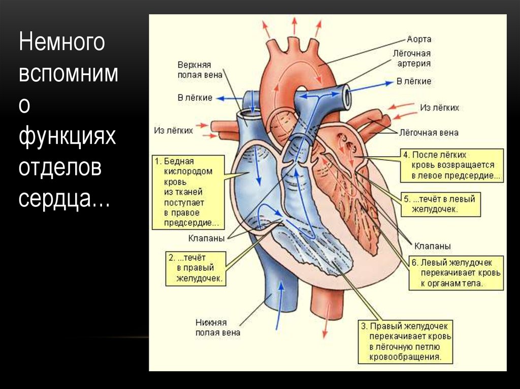 Правое предсердие аорта левый желудочек легкие левое. Строение сердца человека схема. Схема внутреннего строения сердца. Строение сердца человека схема 8 класс. Схема сердца человека биология 8 класс.