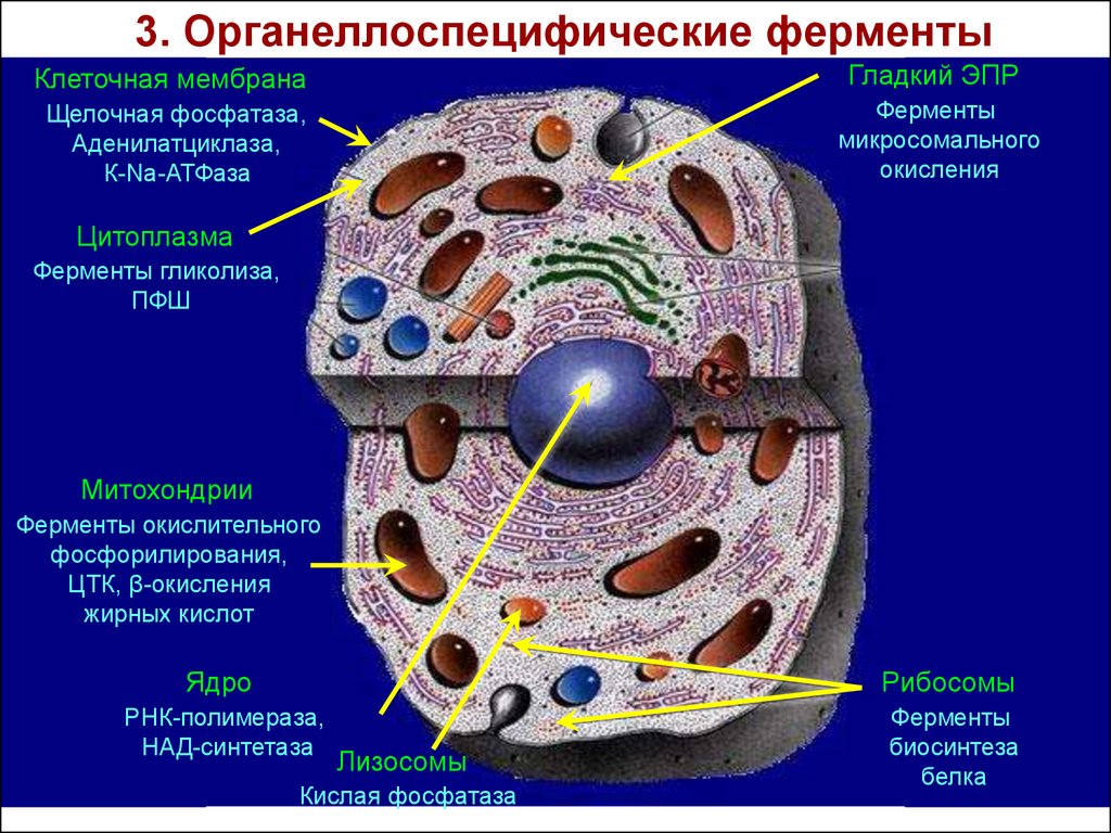 Органоиды клетки содержащие ферменты. Органеллоспецифические ферменты это. Внутриклеточная локализация ферментов. Локализация ферментов в клетках и клеточных структурах..