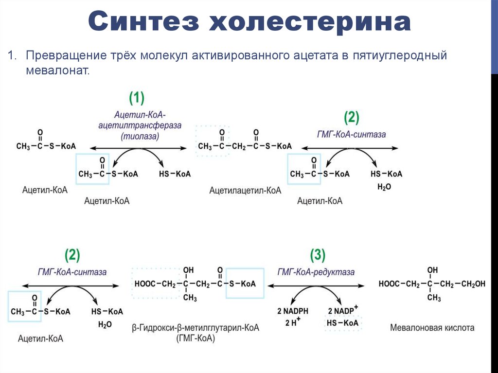 Синтез холестерина. Схема синтеза холестерина. Синтез холестерола до мевалоновой кислоты. Синтез и распад холестерина. Этапы синтеза холестерина биохимия.