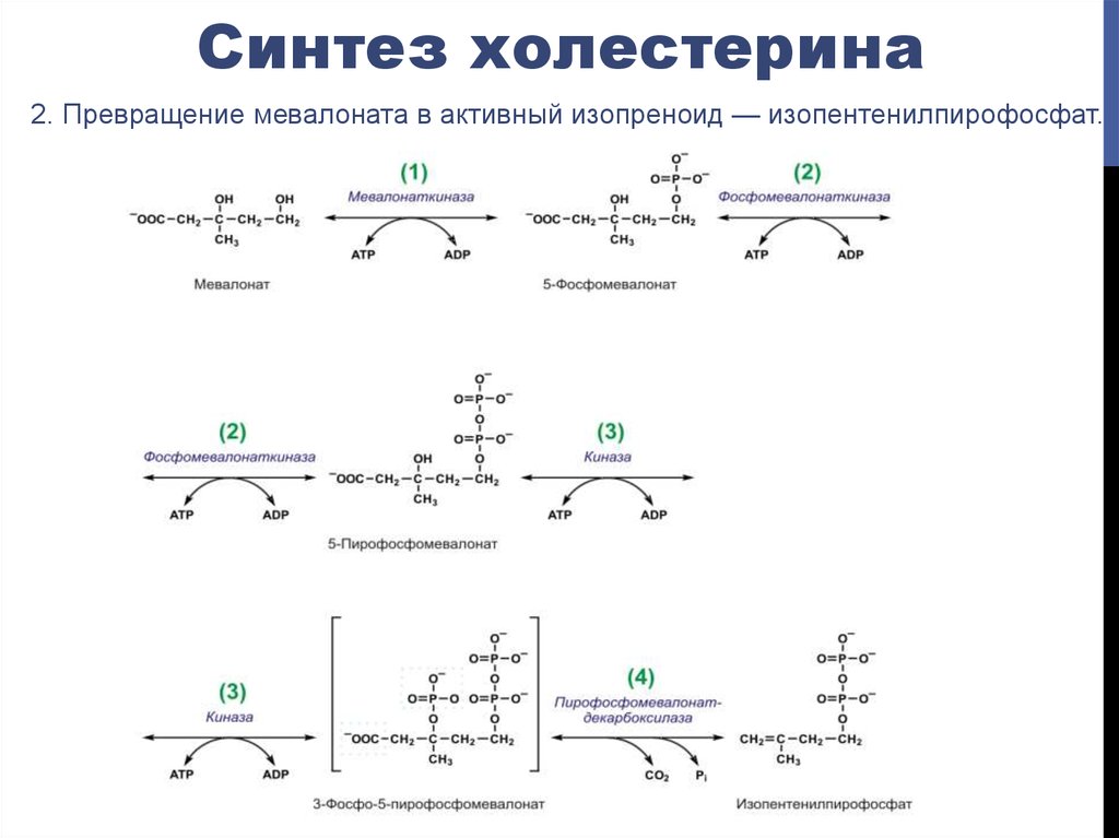 Схема синтеза холестерина