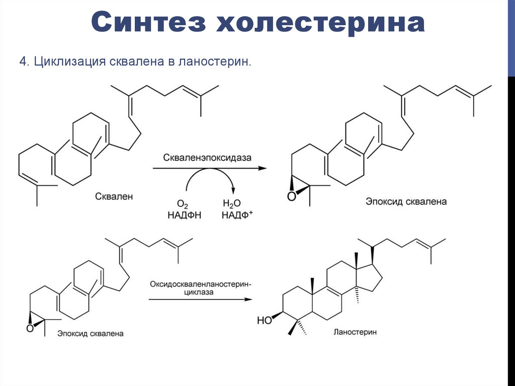 Сквален состав