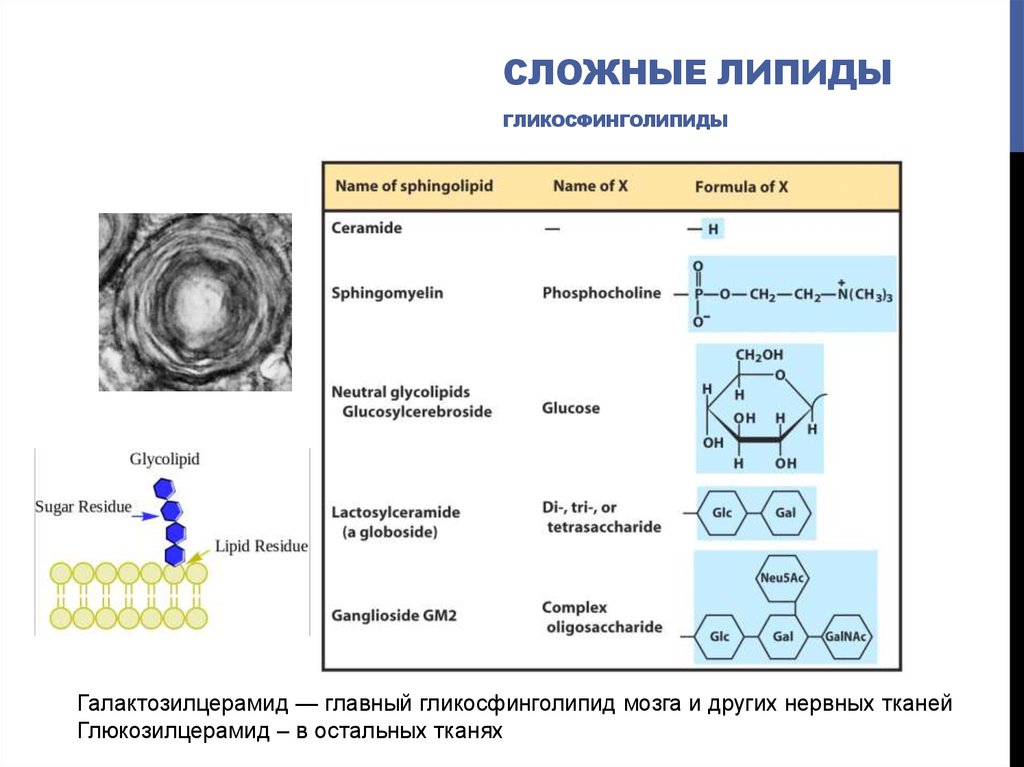 Липиды в живой клетке. Классификация липидов. Сложные липиды. Сложные липиды формула. Гликосфинголипиды общая формула.