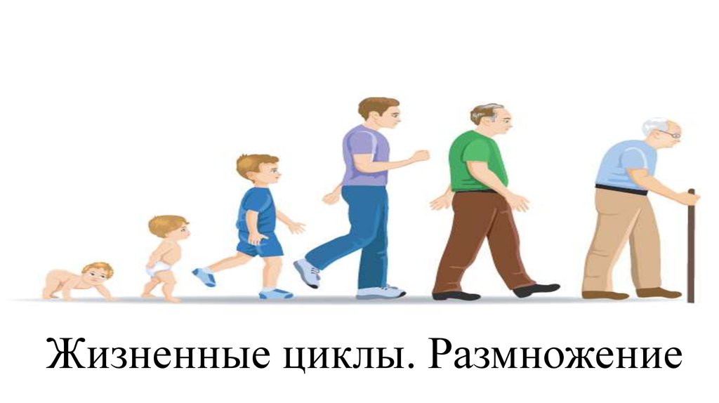 Размножение людей картинки