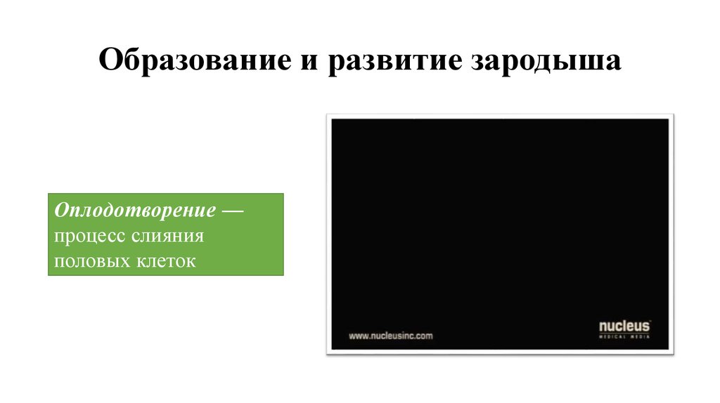 Образование и развитие зародыша