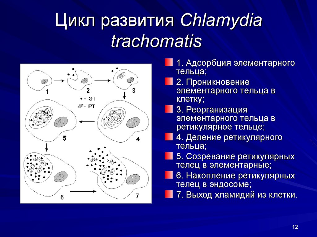 Элементарные тельца хламидий. Chlamydia trachomatis микробиология. Жизненный цикл хламидии микробиология. Хламидии строение. Жизненный цикл микоплазмы.