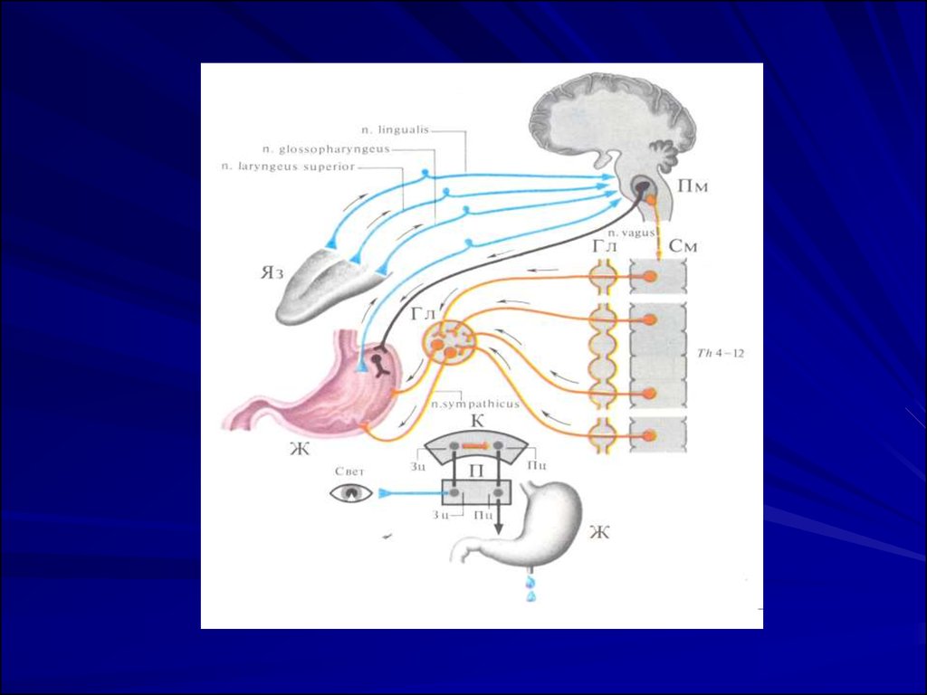 Желудочный нерв. Секреторные слюноотделительные ядра. Трансмиттеры физиология. N glossopharyngeus схема. ЭДФ физиология.