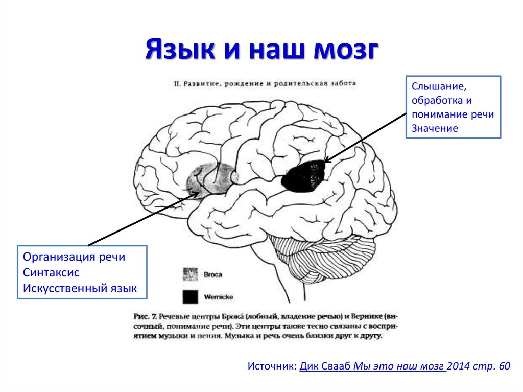 Изучают ли мозг. Связь языка и мозга. Мозг и речь. Связь между мозгом и языком. Язык и мозг взаимосвязь.