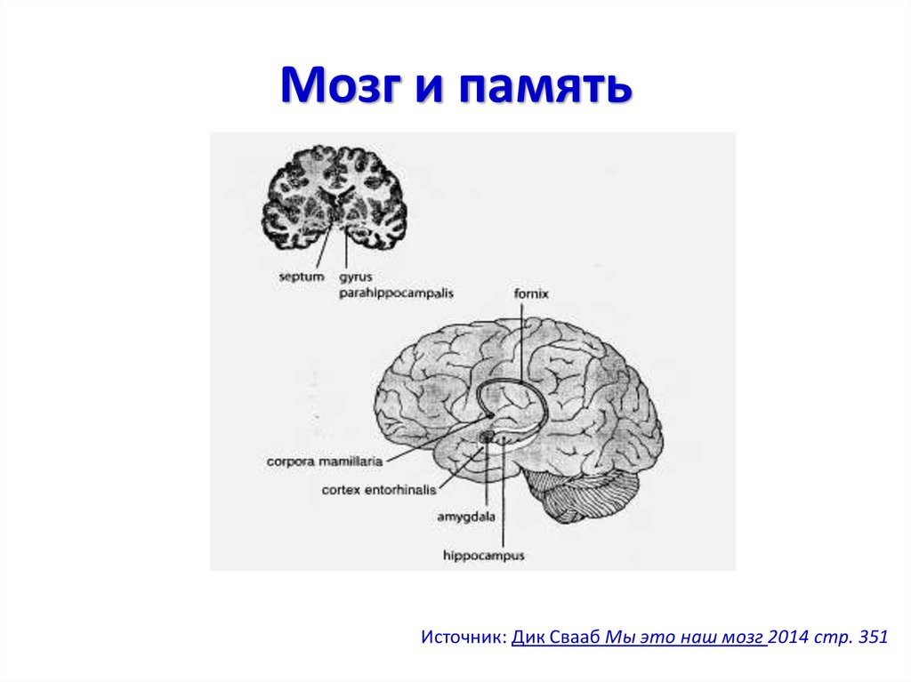 Памяти мозгового. Мозг память. Память в головном мозге. Мозг и память человека. Объем памяти мозга.