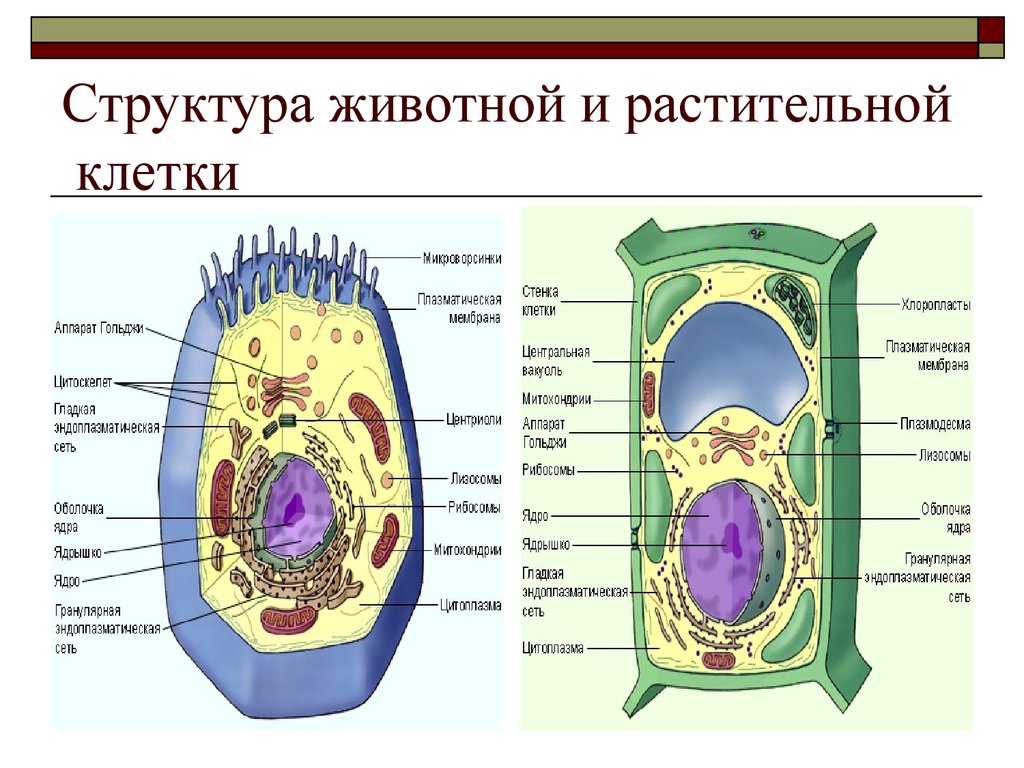 Растительные клетки названия. Схема строения животной и растительной клетки. Строение эукариотической растительной клетки. Эукариотическая клетка растения строение. Строение эукариотической животной клетки.