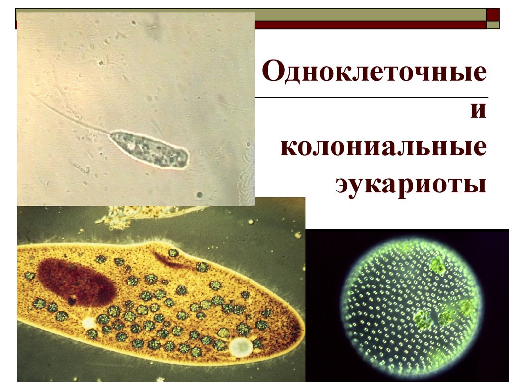 Одноклеточные это