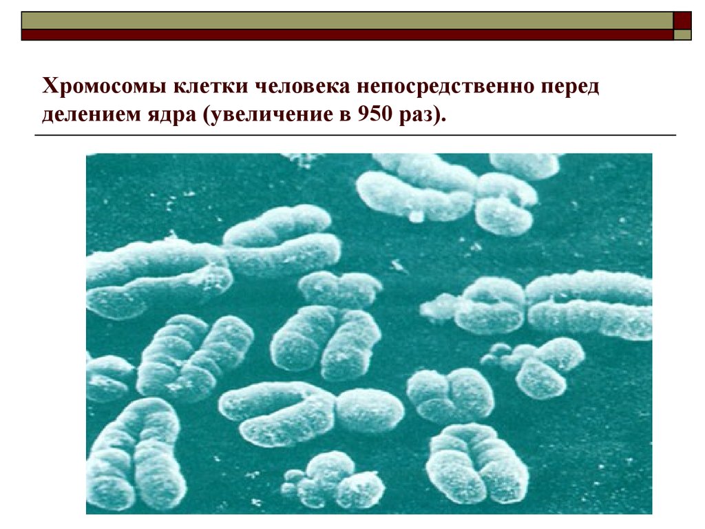 Кратное увеличение набора хромосом в клетках. Клетки без хромосом. Сколько хромосом у человека.