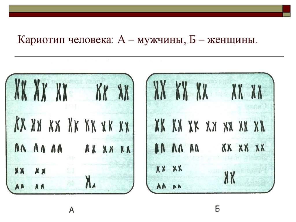 Хромосомы женщины и мужчины. Хромосомный набор кариотип человека. Кариотип набор хромосом 2n2c. Нормальный кариотип человека. Женский кариотип.