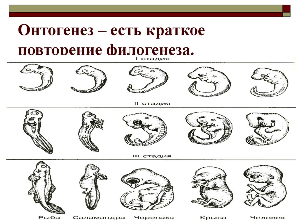 На каких стадиях развития онтогенеза и филогенеза