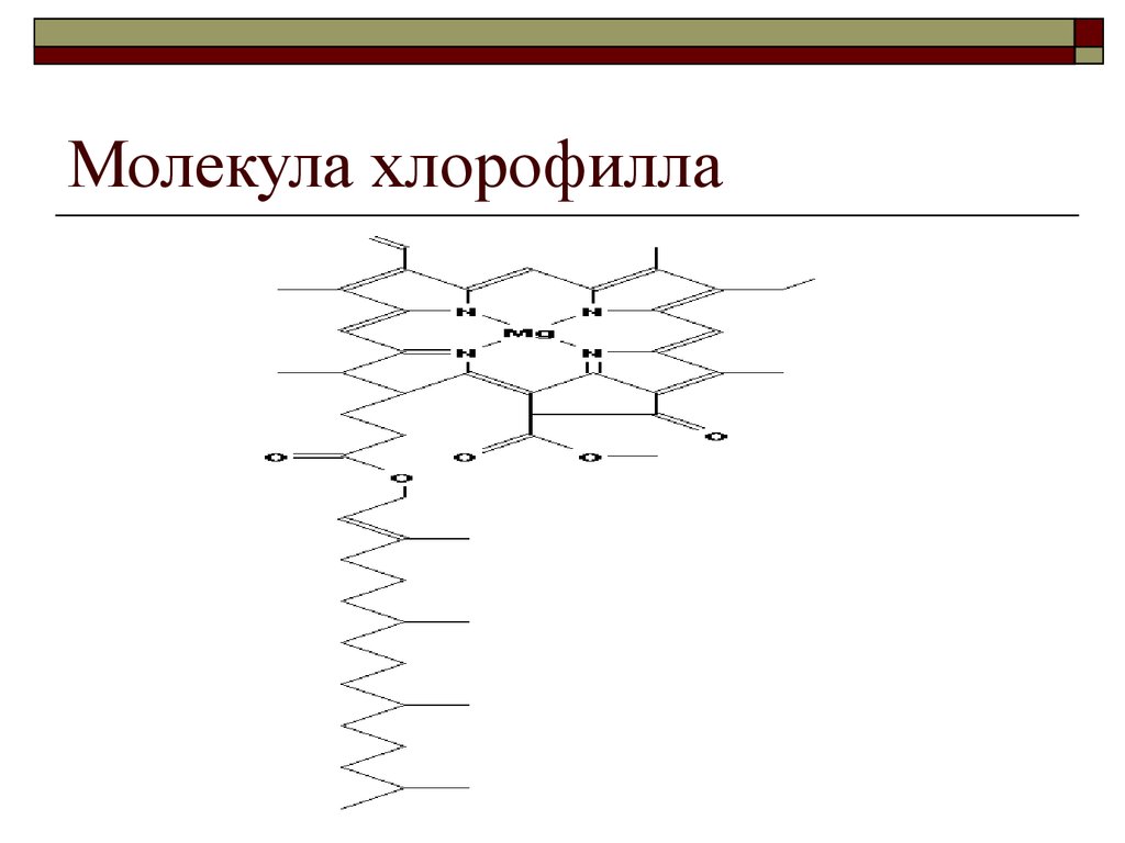 Молекула хлорофилла. Размеры молекулы хлорофилла. Молекулы хлорофилла размещены. Молекула хлорофилла несимметричная молекула.