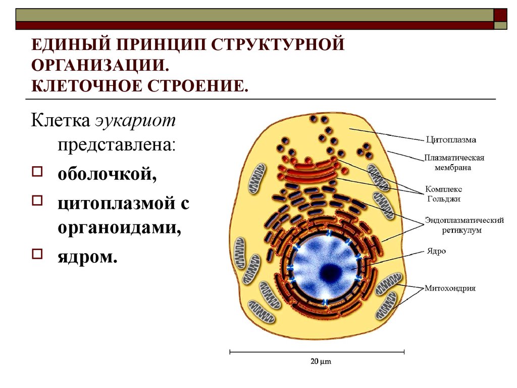 Общая организация клетки. Цитоплазма эукариотической клетки строение органоиды.
