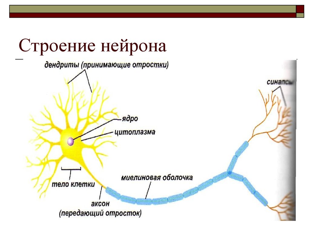 Название нервной клетки. Нейроны и нервная система человека схема. Строение нейрона схема и функции. Строение нетрона анатомия. Строение нервной клетки строение нейрона.