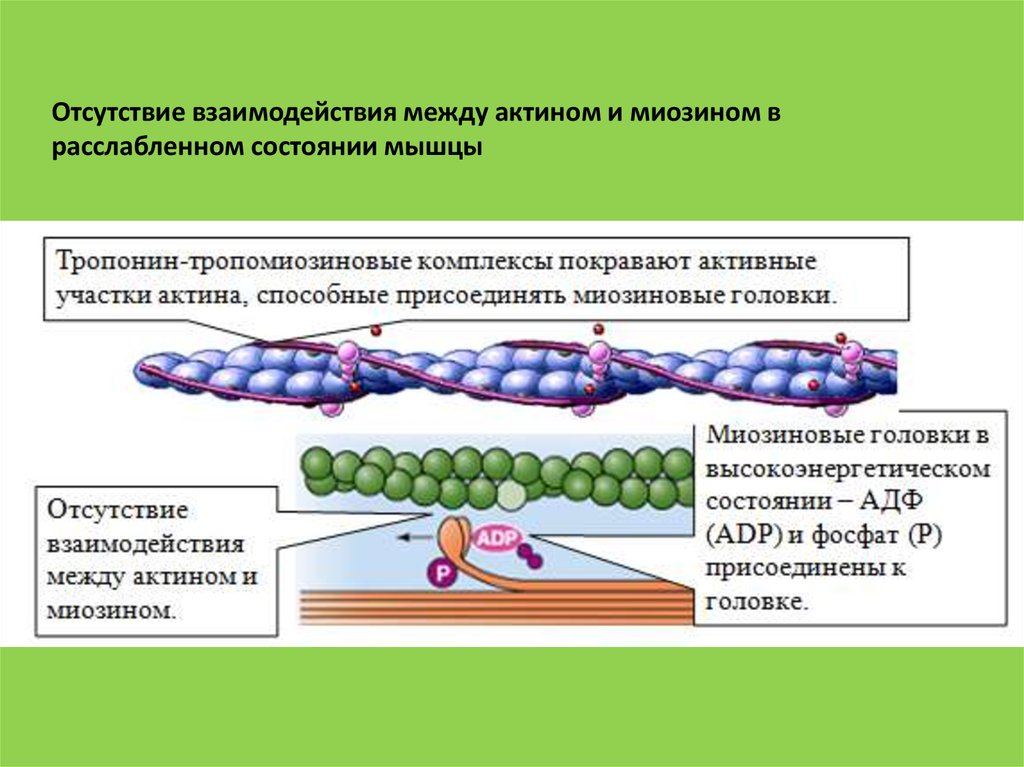 Сокращение актина и миозина. Структура актина и миозина. Актин и миозин физиология. Строение мышцы актин и миозин. Взаимодействие актина и миозина.
