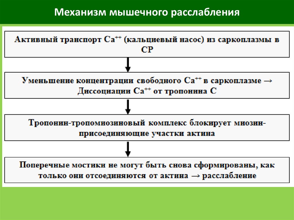 Расслабление сокращение. Механизм мышечного расслабления физиология. Механизм сокращения и расслабления мышц. Механизм сокращения и расслабления скелетных мышц. Механизм расслабления мышечного волокна.