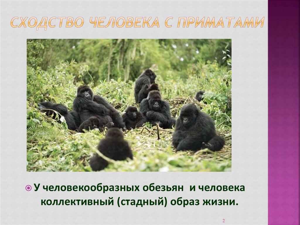 Образ жизни человекообразных обезьян. Сходство человека и человекообразных обезьян. Сходство человека с приматами. Схожесть человека с отрядом приматы. Сходства и различия человека и человекообразных обезьян.