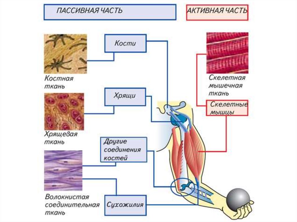 Схема работы мышц