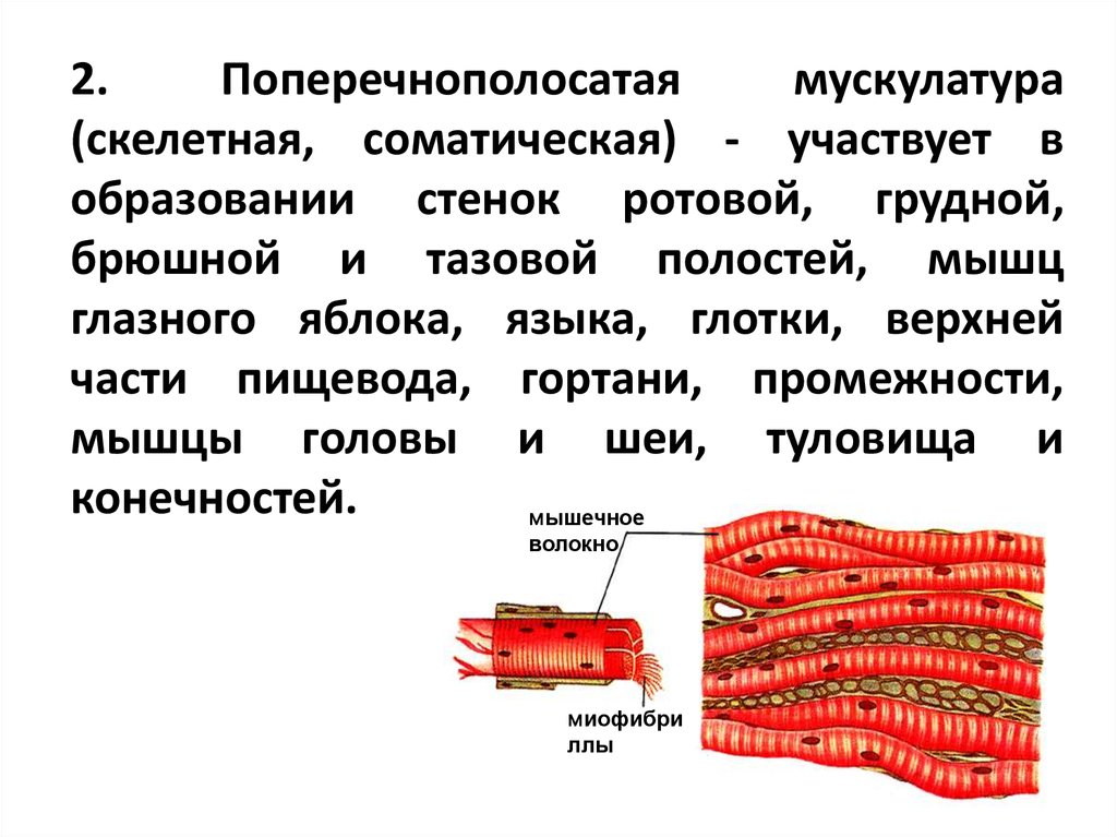 Поперечно полосатая мышечная ткань строение