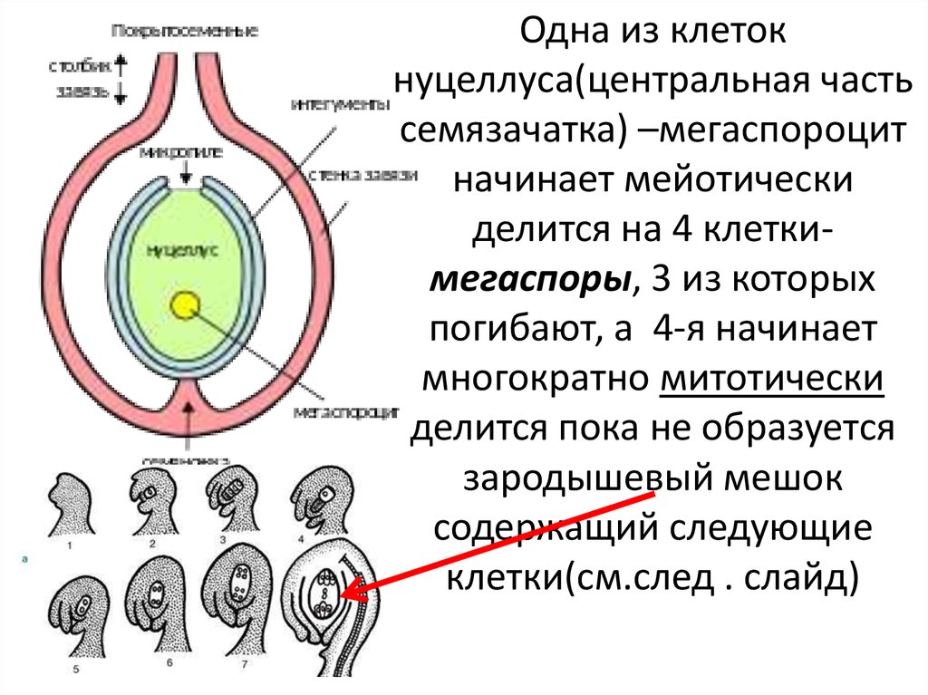 Синергиды. Материнская клетка мегаспоры. Образует мегаспоры. Яйцеклетка образуется из мегаспоры. Нуцеллус семязачатка.