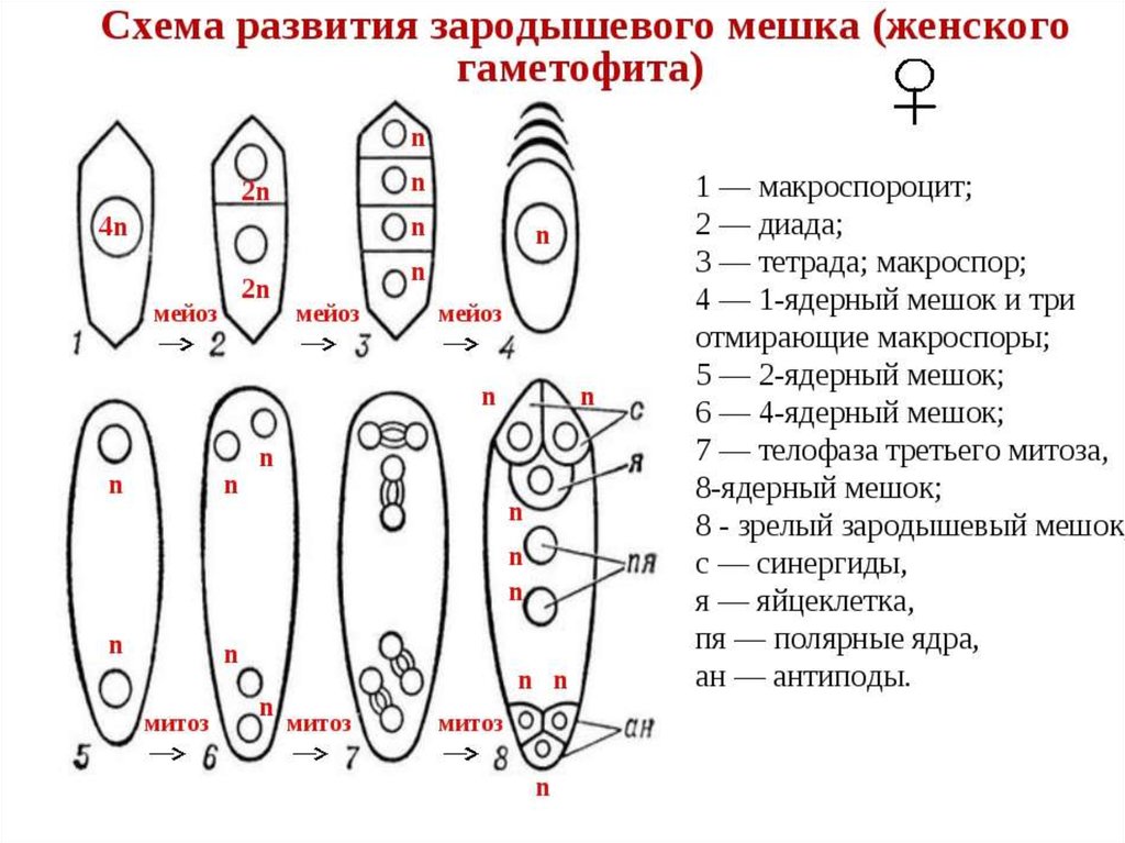 Восьмиядерный мешок. Схема развития зародышевого мешка. Зародышевый мешок схема. Этапы формирования зародышевого мешка. Строение зародышевого мешка у покрытосеменных.