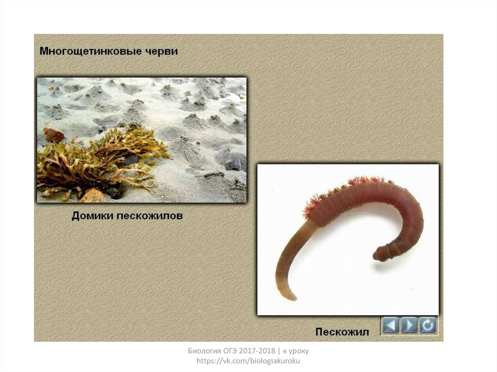 Личинки многощетинковых червей. Черви ОГЭ биология.