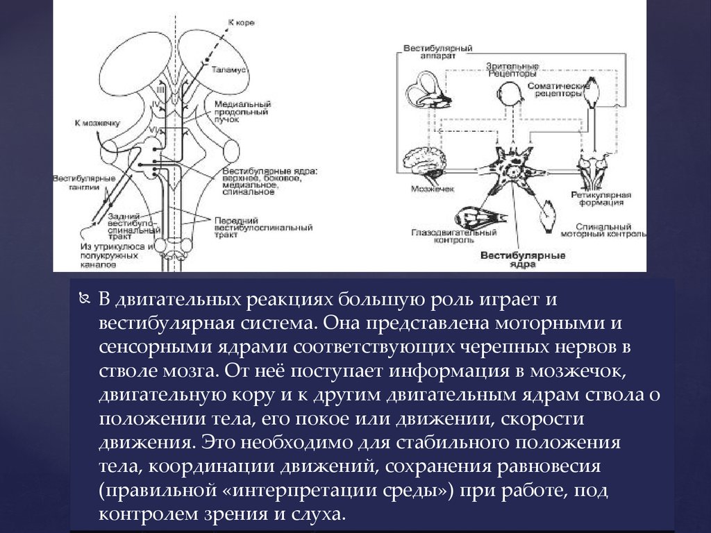 Вестибулярные ядра ствола мозга это вторичный центр