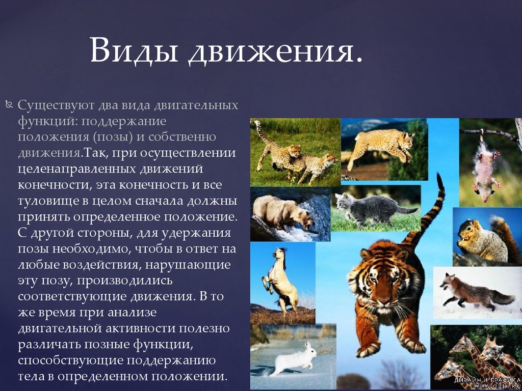 Особенности существующих и существовавших. Типы передвижения животных. Сообщение о движение животных. Способы движения животных. Виды движения живых организмов.