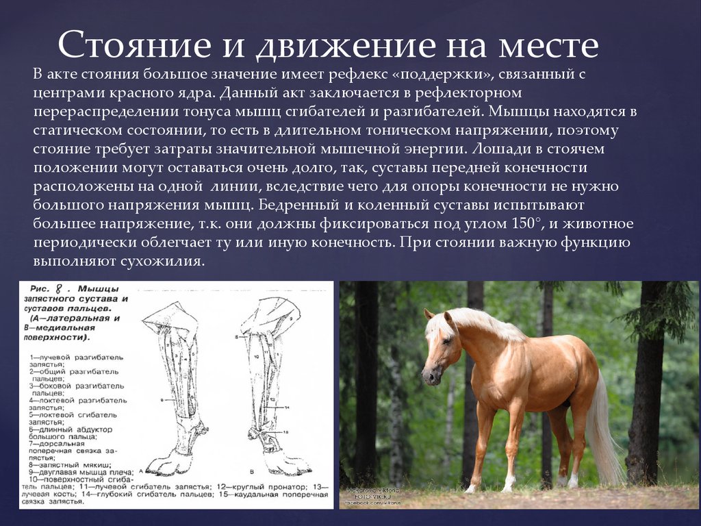 Система движений. Опоры и движения животных. Движение на месте. Значение движения для животных. Тип опоры на конечности.