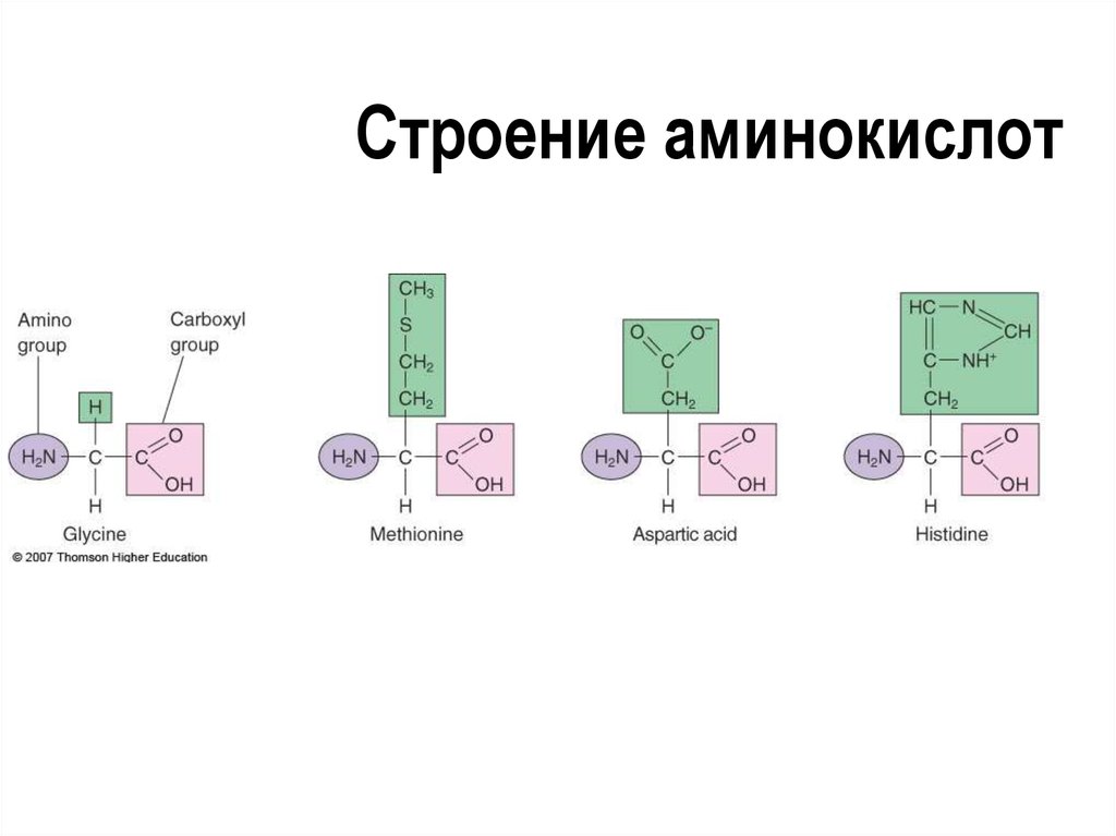 Структура аминокислот. Схематическое строение аминокислоты. Строение аминокислот строение аминокислот. Схема строения молекулы аминокислоты. Строение молекулы аминокислоты.