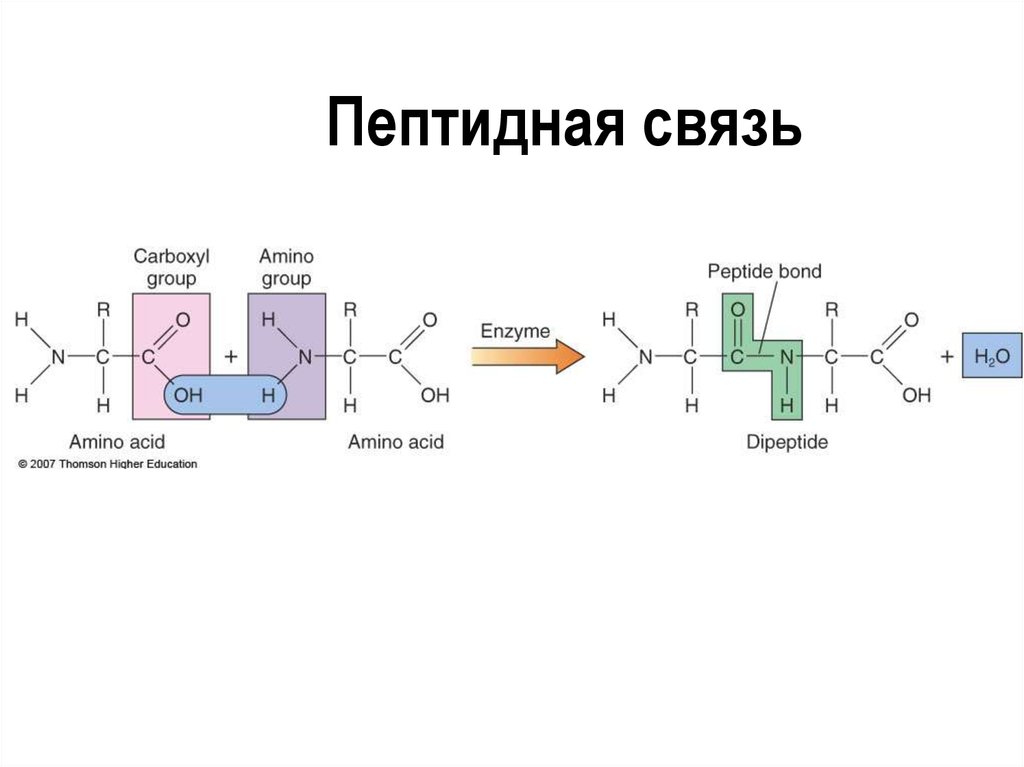 Пептидная связь картинка