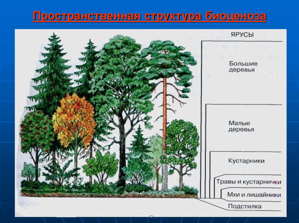 Биоценоз леса пример. Ярусность растений леса. Пространственная структура лесного биоценоза. Ярусы лесного биоценоза. Лесные этажи ярусы лиственного леса.