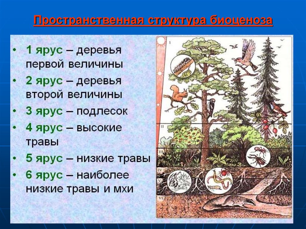 Состав сообщества лес. Ярусность лесного биоценоза. Яруностилесного биогеоценоза. Пространственная структура биоценоза ярусность. Пространственная структура ярусность.