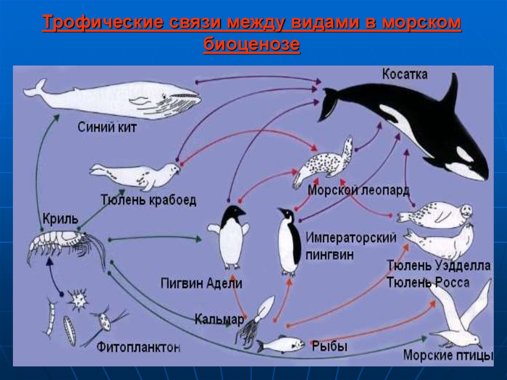 Изучите фрагмент экосистемы океана представленный на рисунке и выполните задания