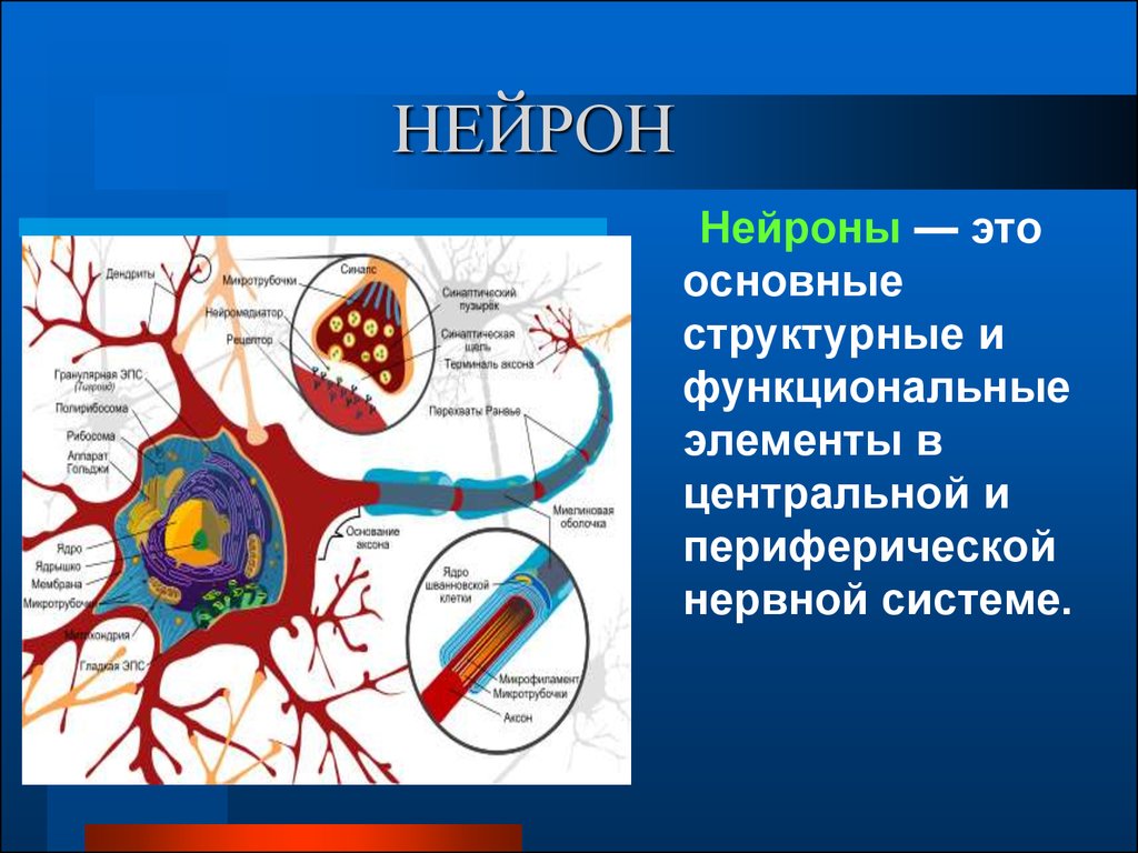Каковы основные структурные. Нейрон. Нейрон и его структурные элементы. Основные структурные элементы нейрона. Строение нервной клетки человека.